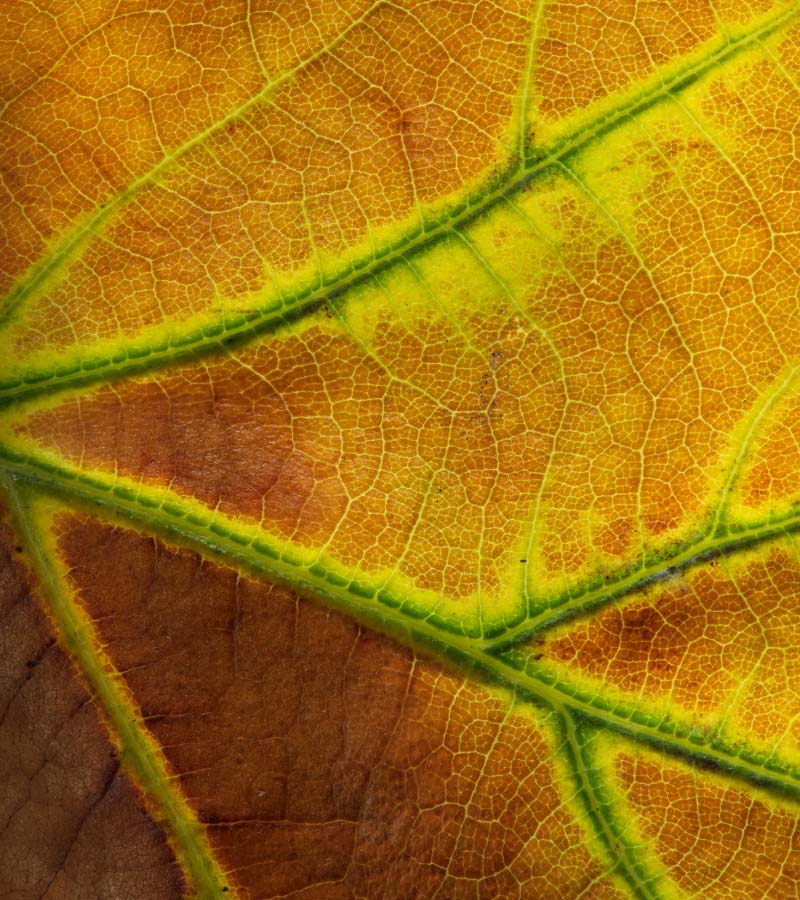 Brown autumn oak leaf with green veins