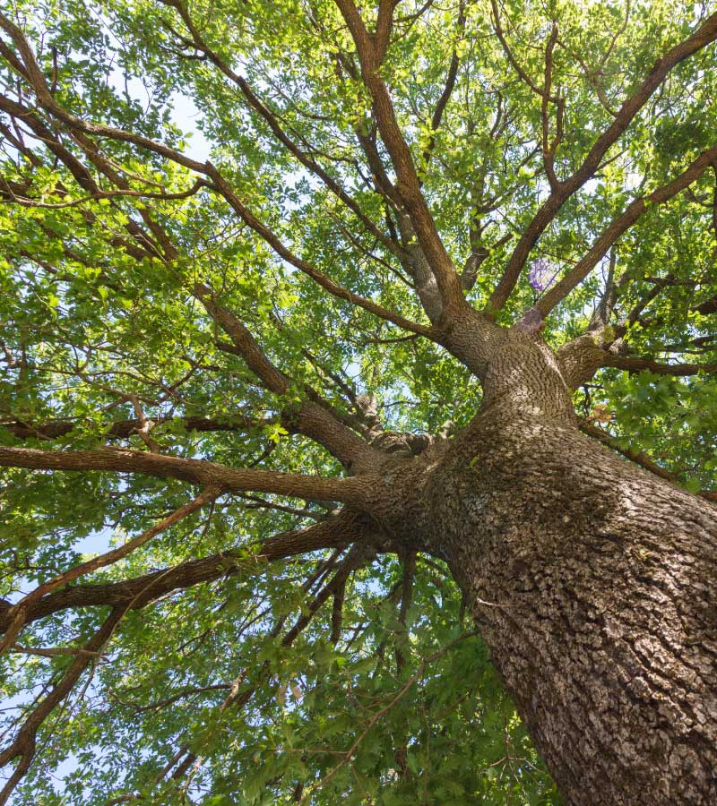 looking up from underneath oak tree