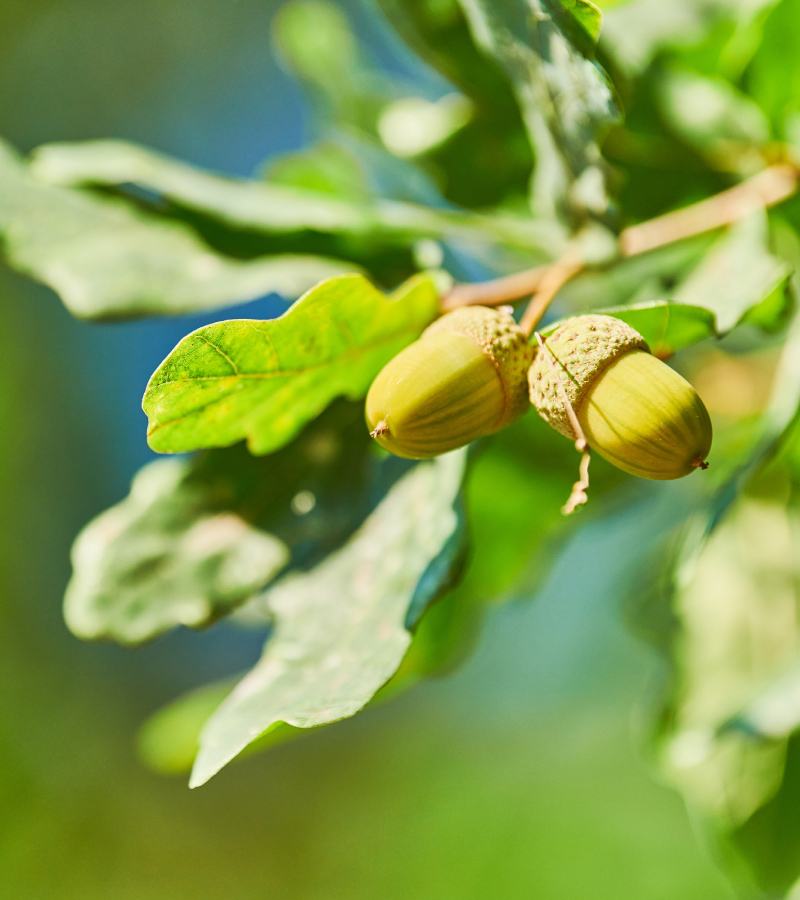 oak leaves with acorns
