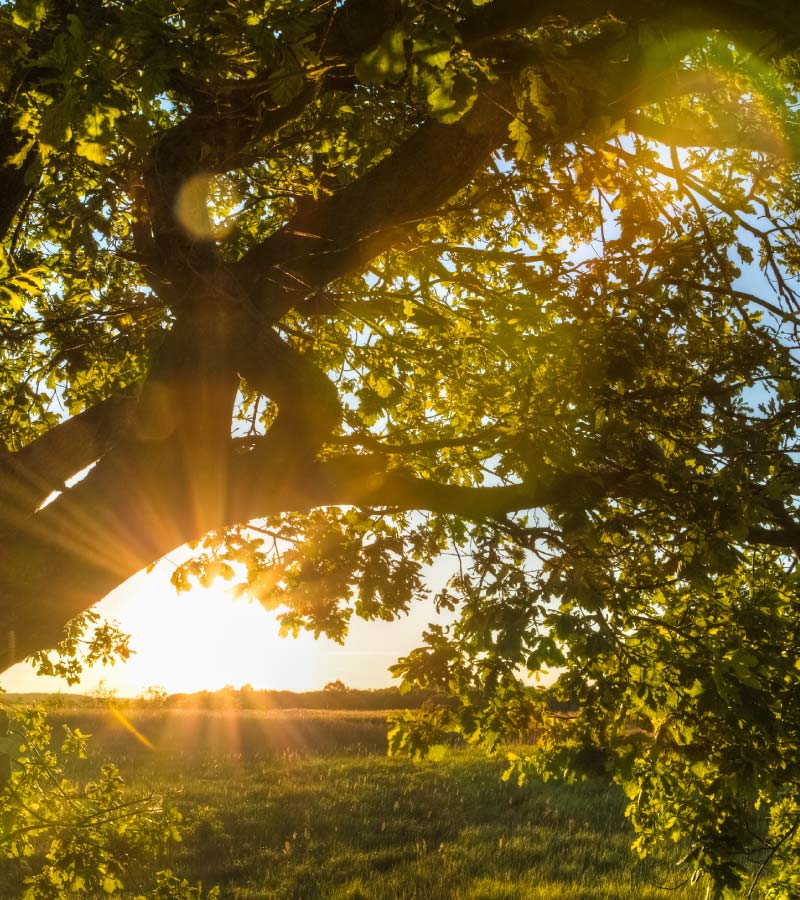 the sun's rays in oak foliage